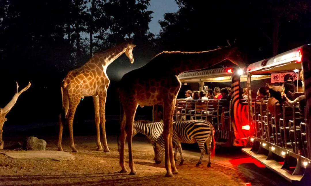 Giraffes and a tram at night