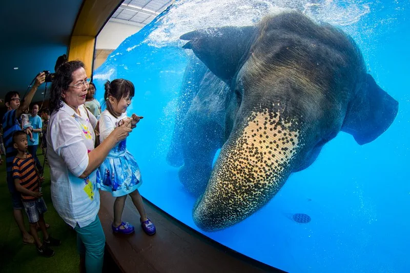 A family in front of the giant aquarium