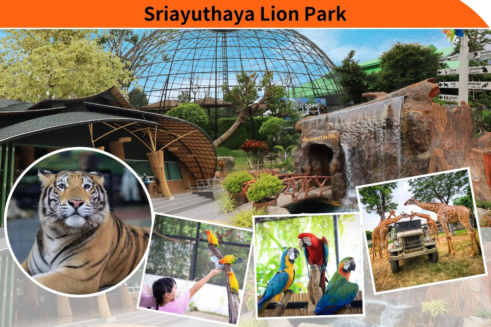 Sri Ayutthaya Lion Park: tigers, parrots and a safari tour