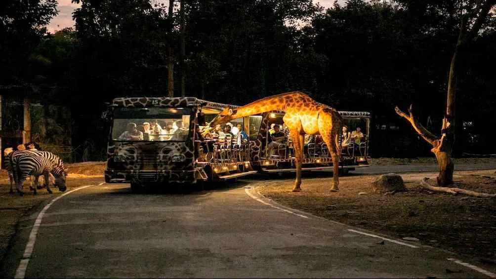 The tram among the animals in the evening hours