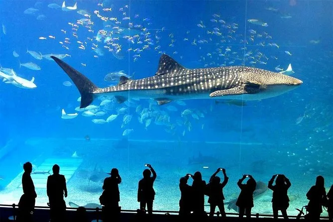 Sea Life בנגקוק, להזמנת כרטיסים מוזלים