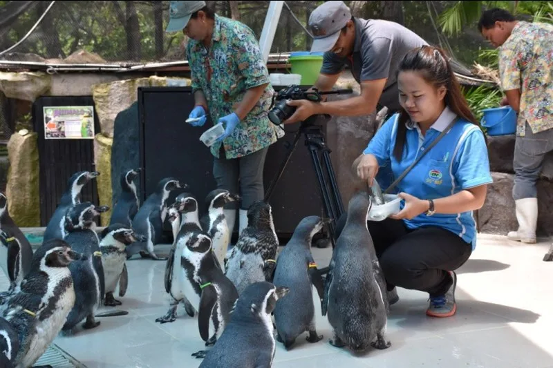 Feeding the penguins