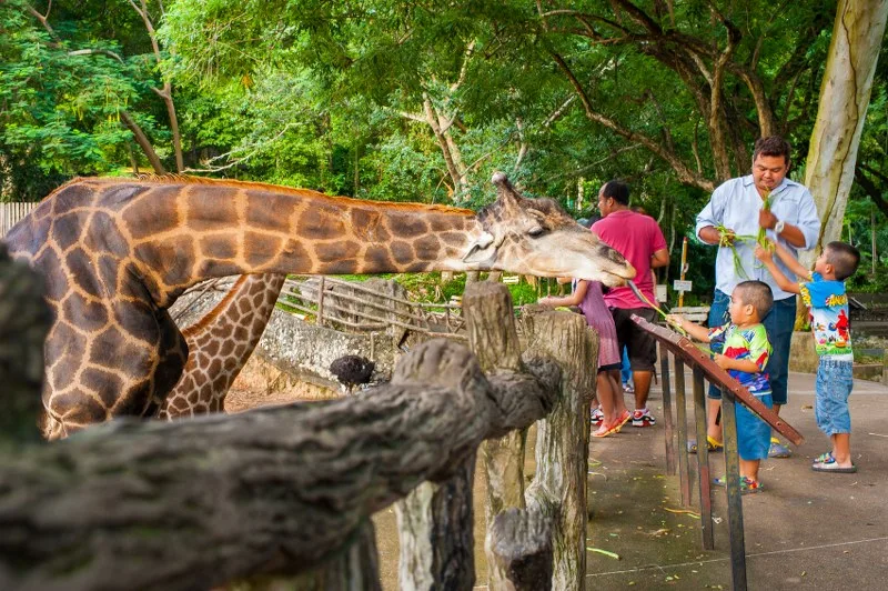 Feeding a giraffe at Khao Kheow zoo