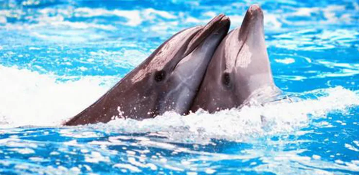 Two dolphins in the show pool