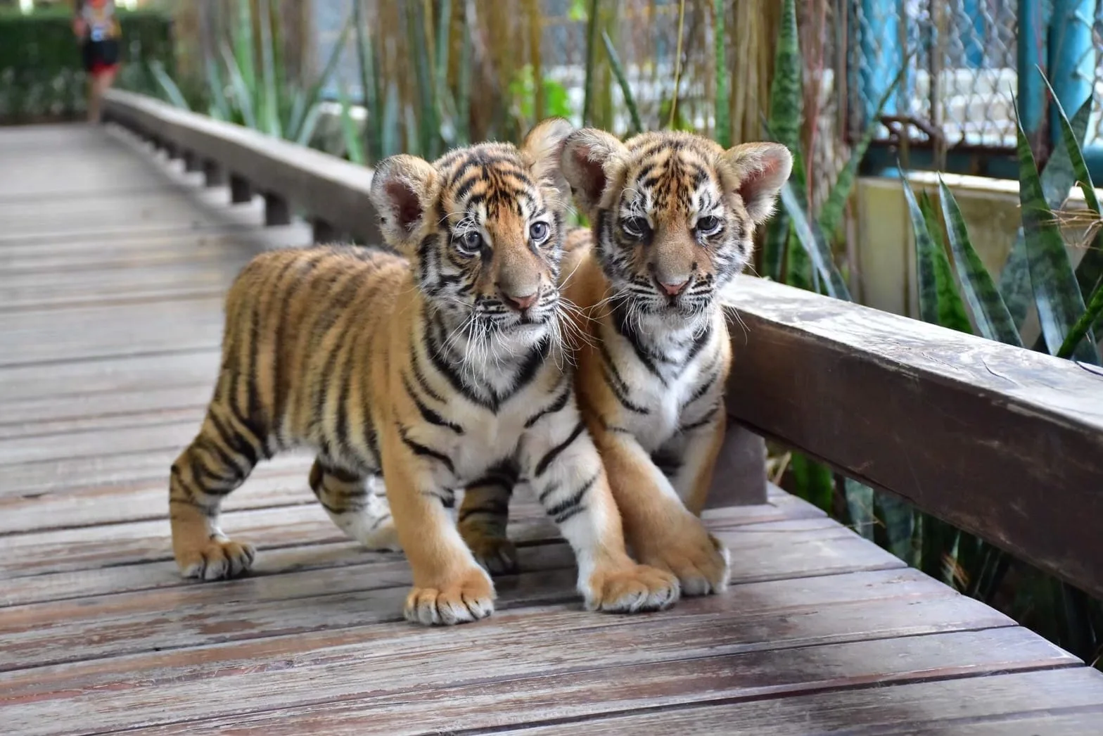 Photo with a white tiger
