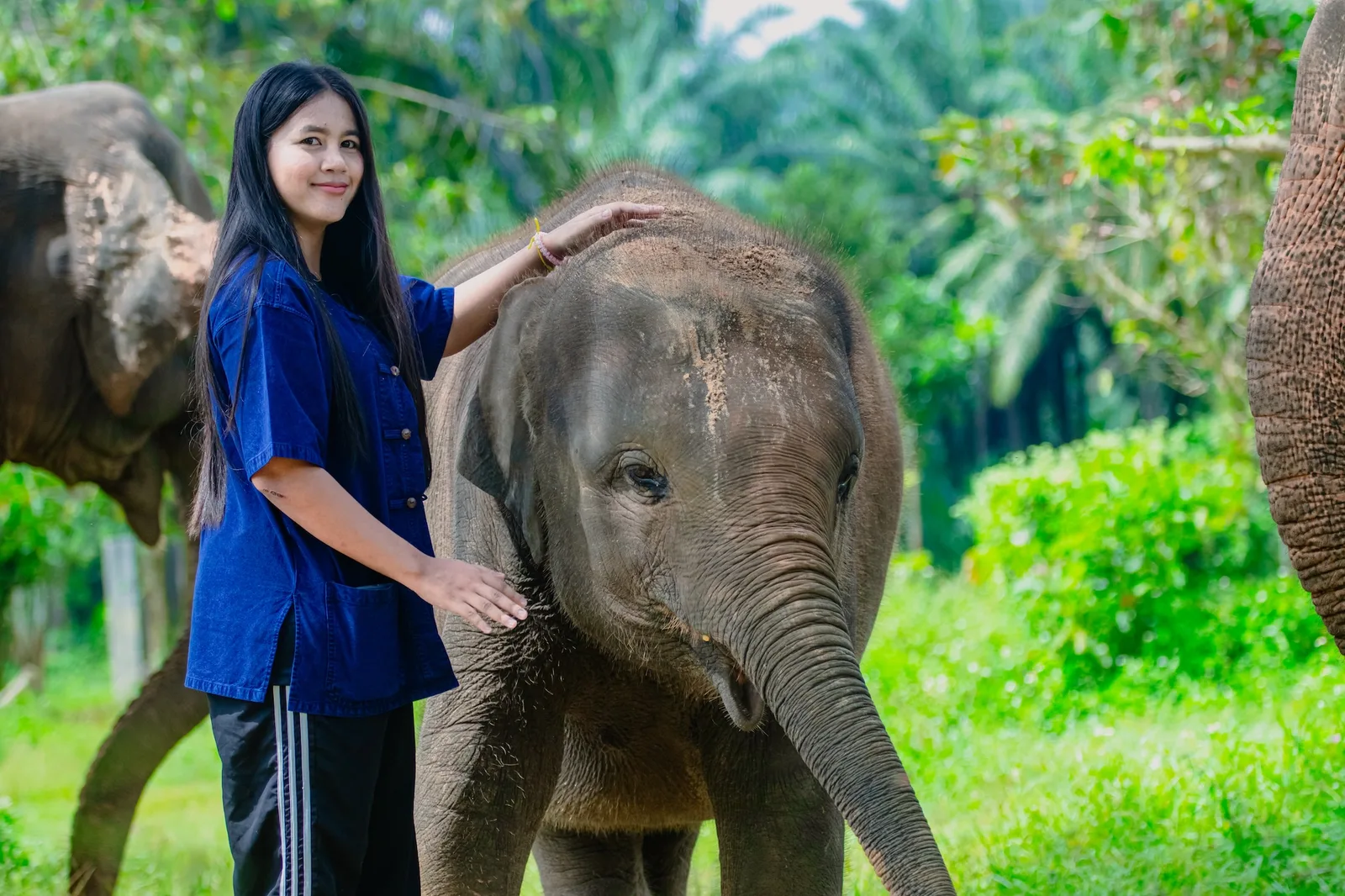 A visitor petting a young elephant at the rehabilitation farm in Krabi