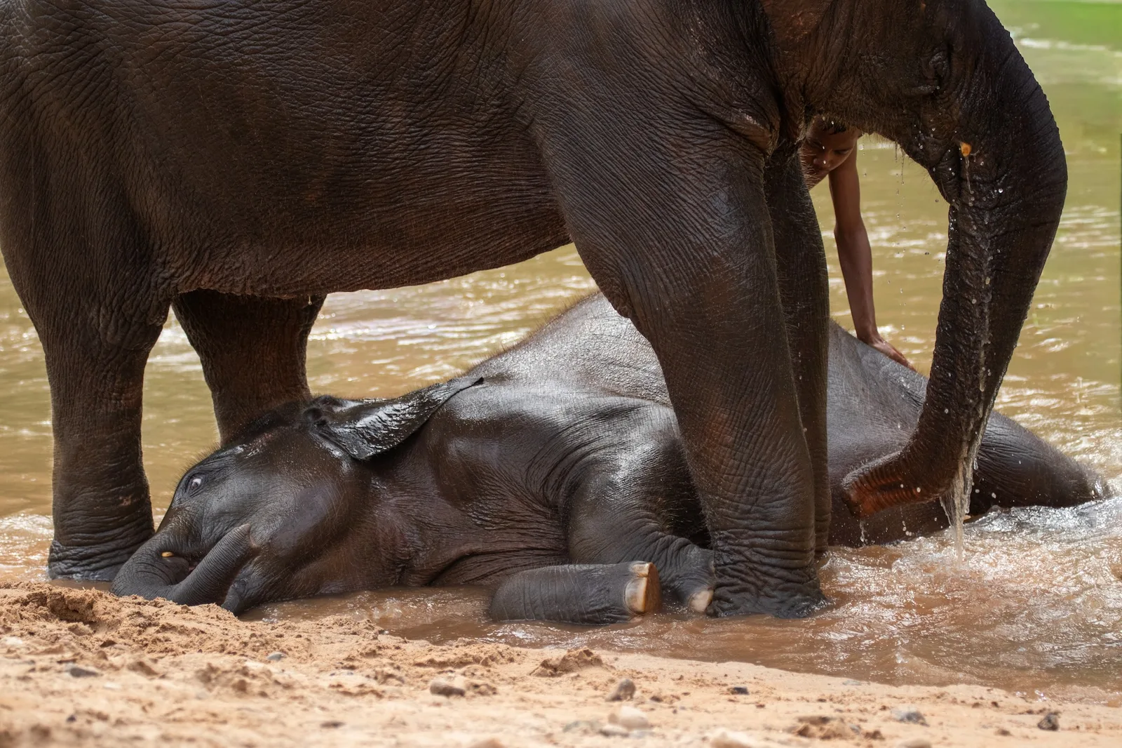 An elephant and calf bathing in the stream at the rehabilitation farm in Krabi