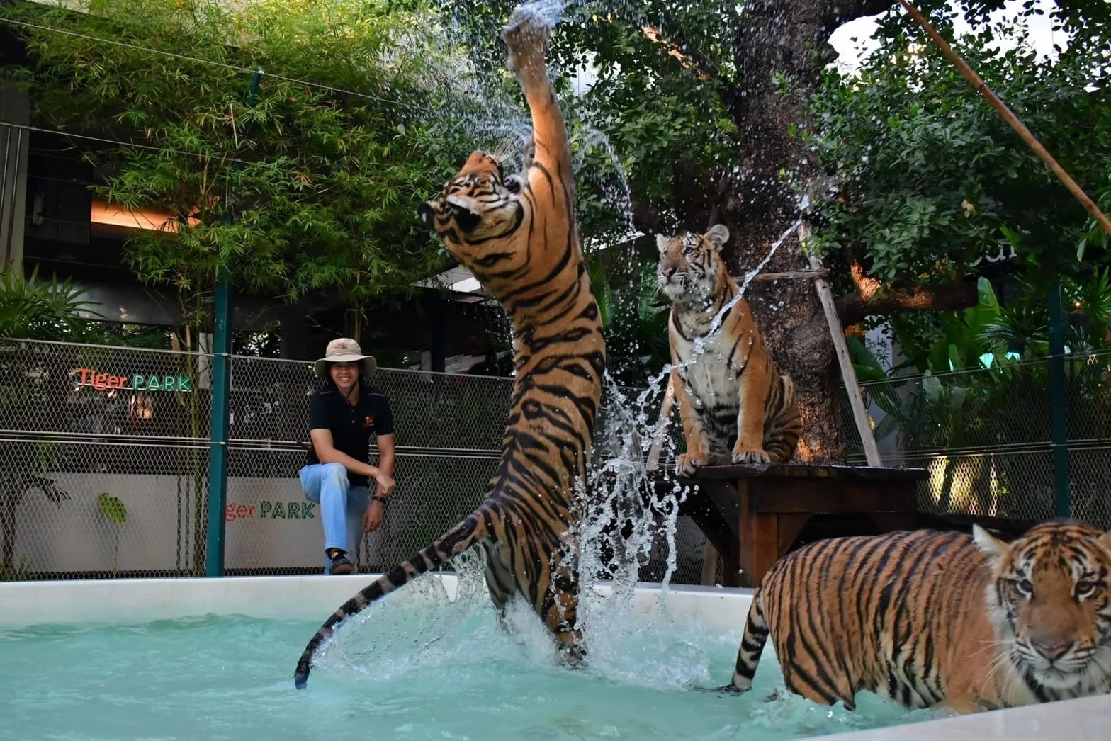 Giant tiger