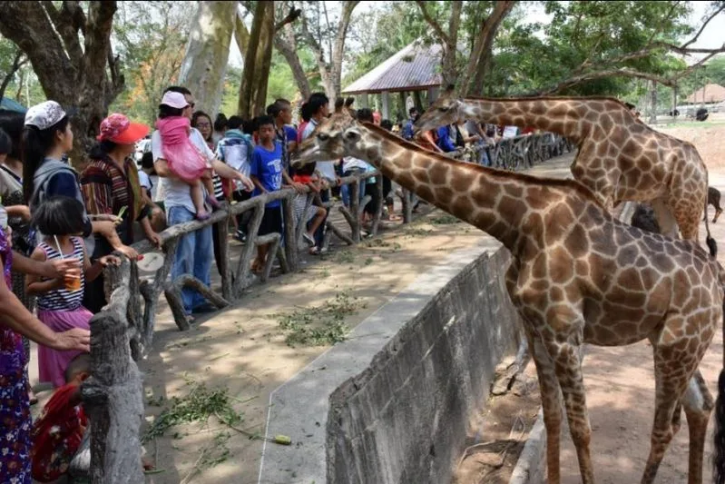 Visitors in front of the giraffes