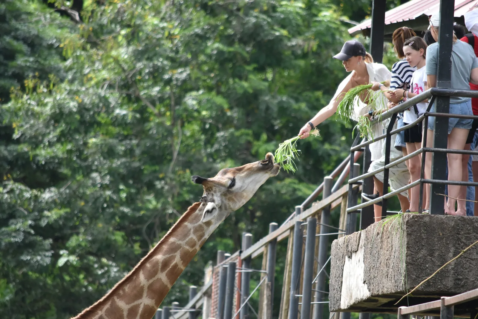 Feeding a giraffe from the railing
