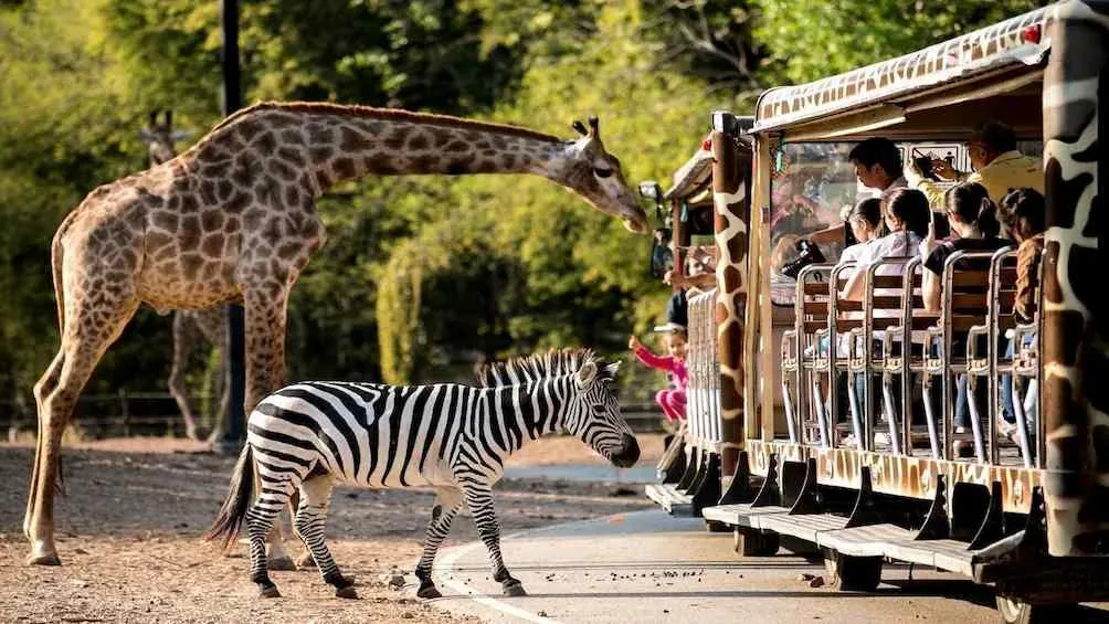 The night safari in Chiang Mai