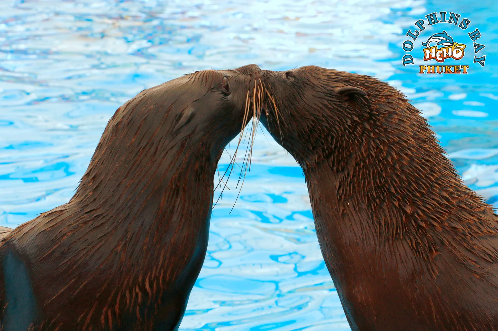 The sea lion show in the pool