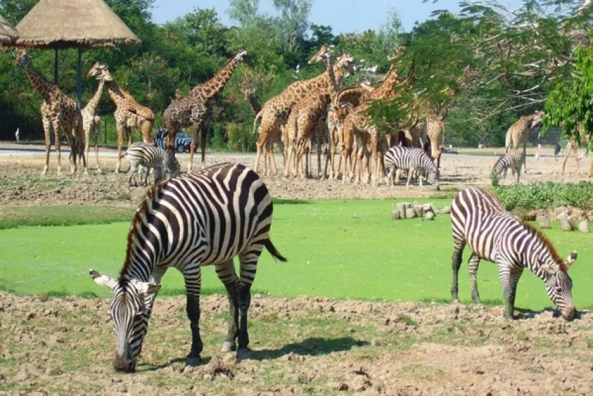 Zebras and giraffes in the safari's open area