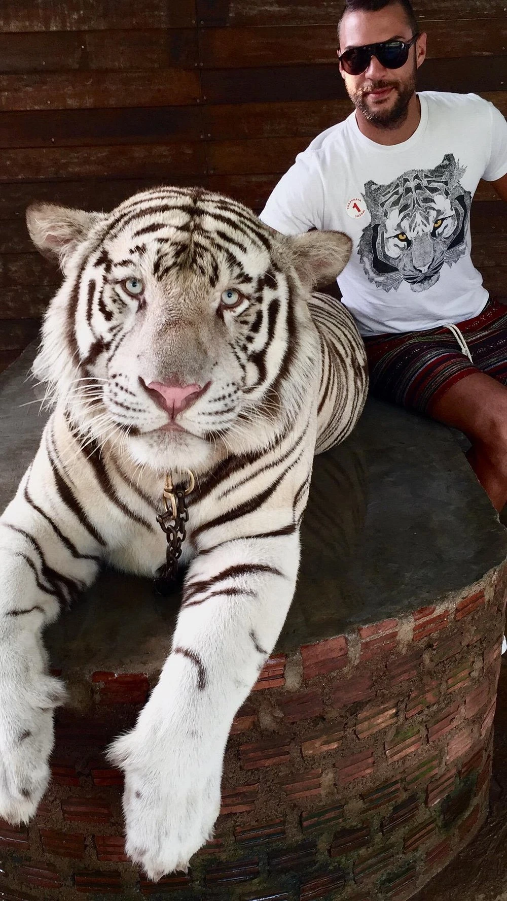 Posing for a photo beside a white tiger