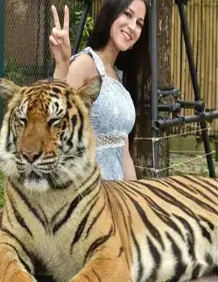 زائرة تجلس بجانب نمر رابض