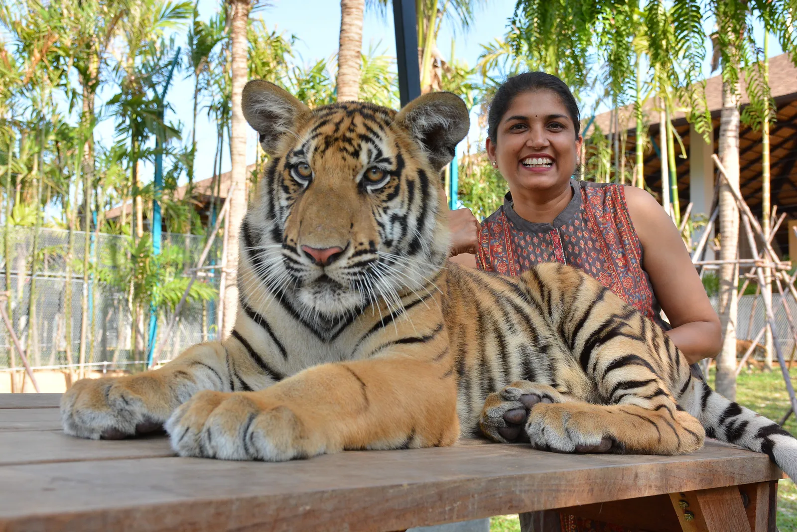 A visitor beside a big tiger on a wooden table