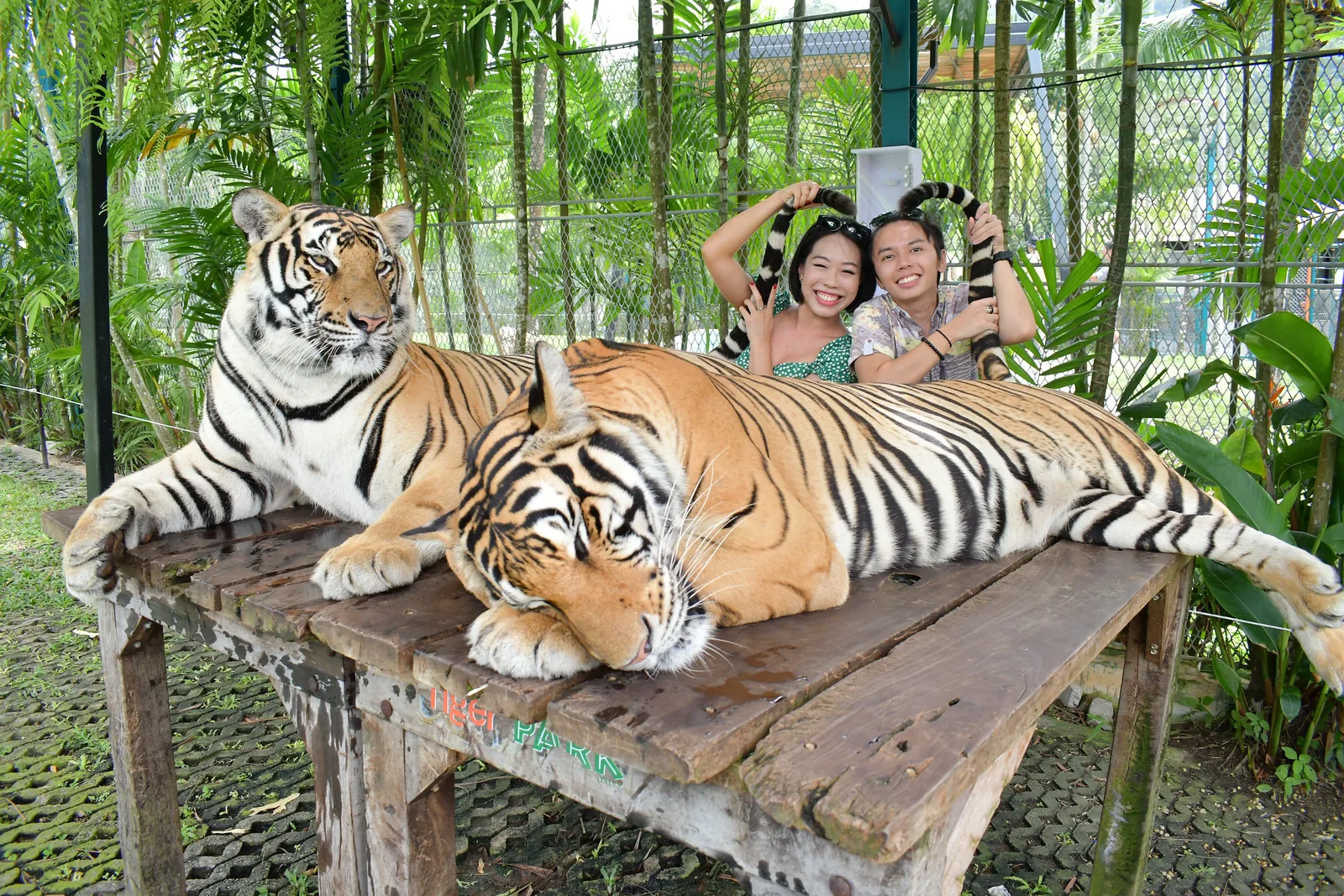 Two big tigers on a wooden platform, with visitors behind