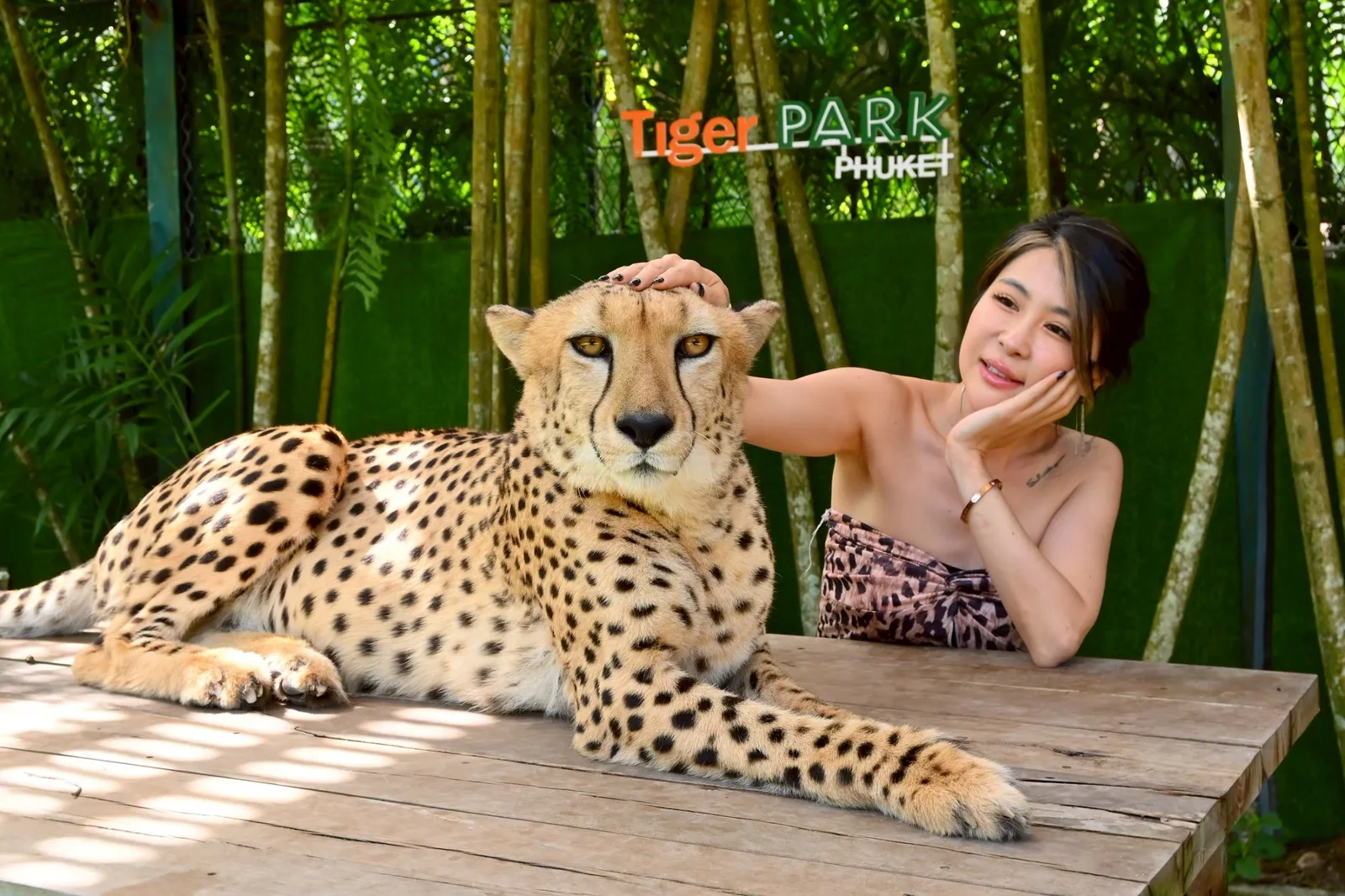 A visitor beside a cheetah, with the Tiger Park Phuket sign behind