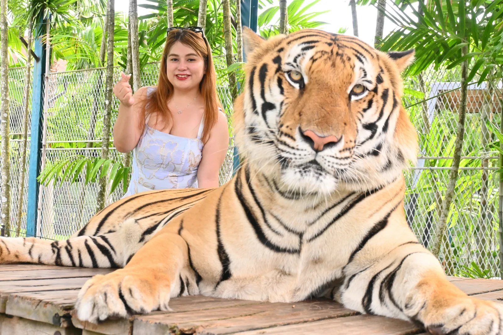 A visitor next to a giant tiger