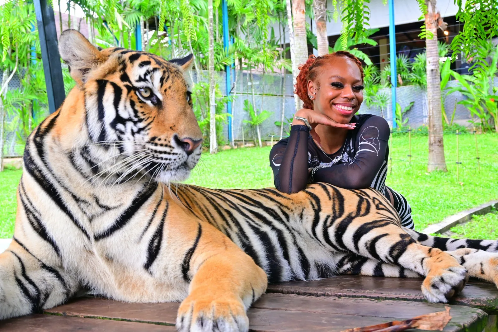 A visitor next to a medium-sized tiger on the grass