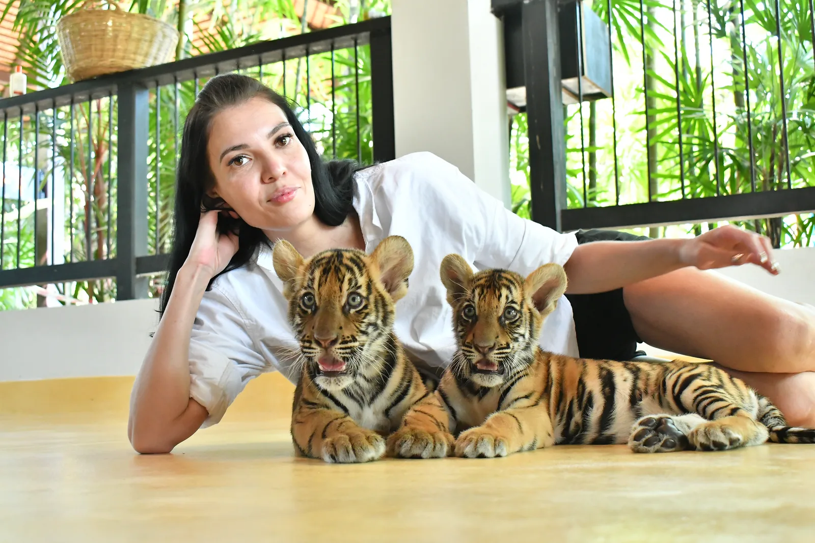 A visitor with two small tiger cubs