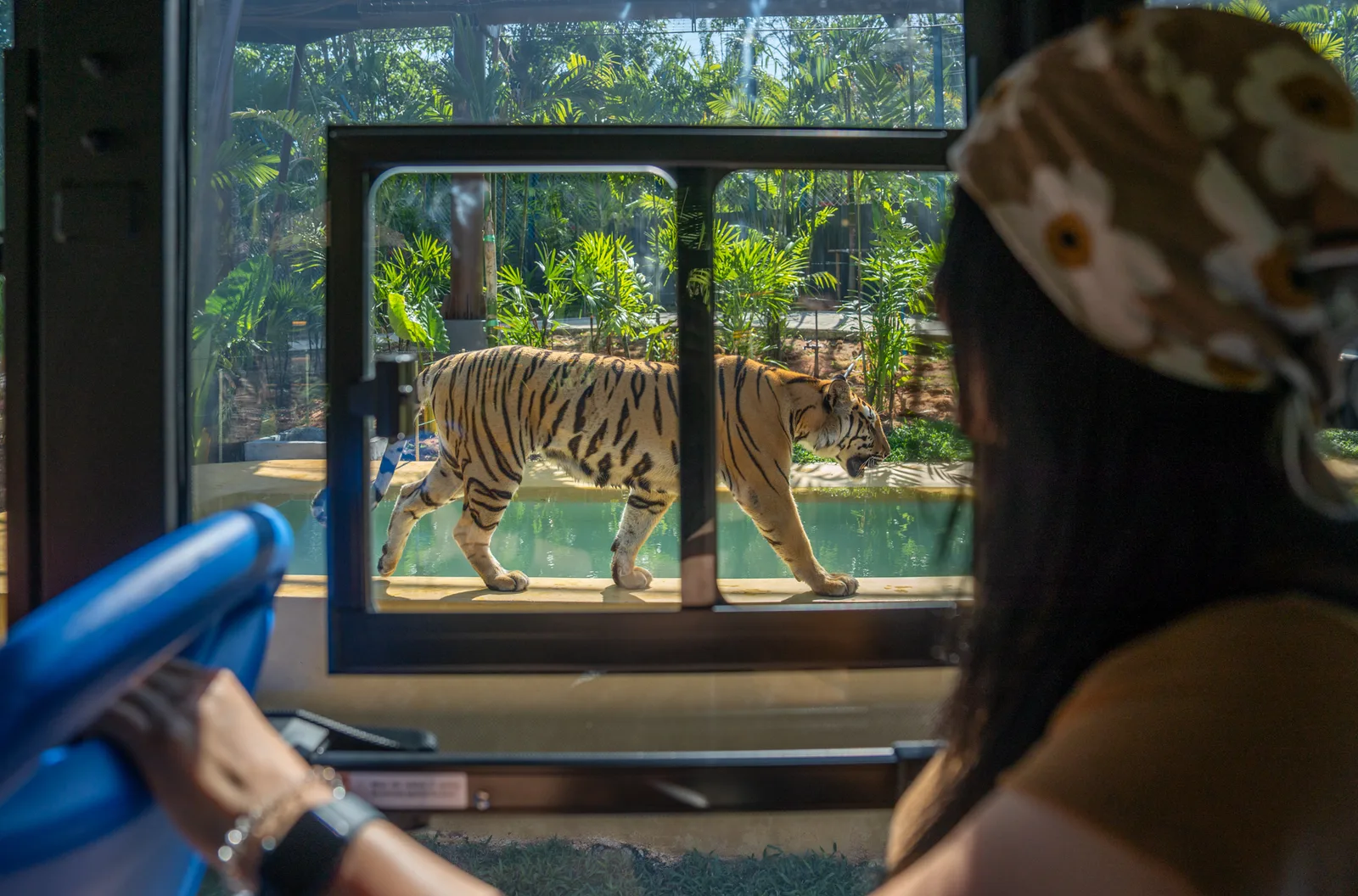 A tiger walking, seen from the safari vehicle window