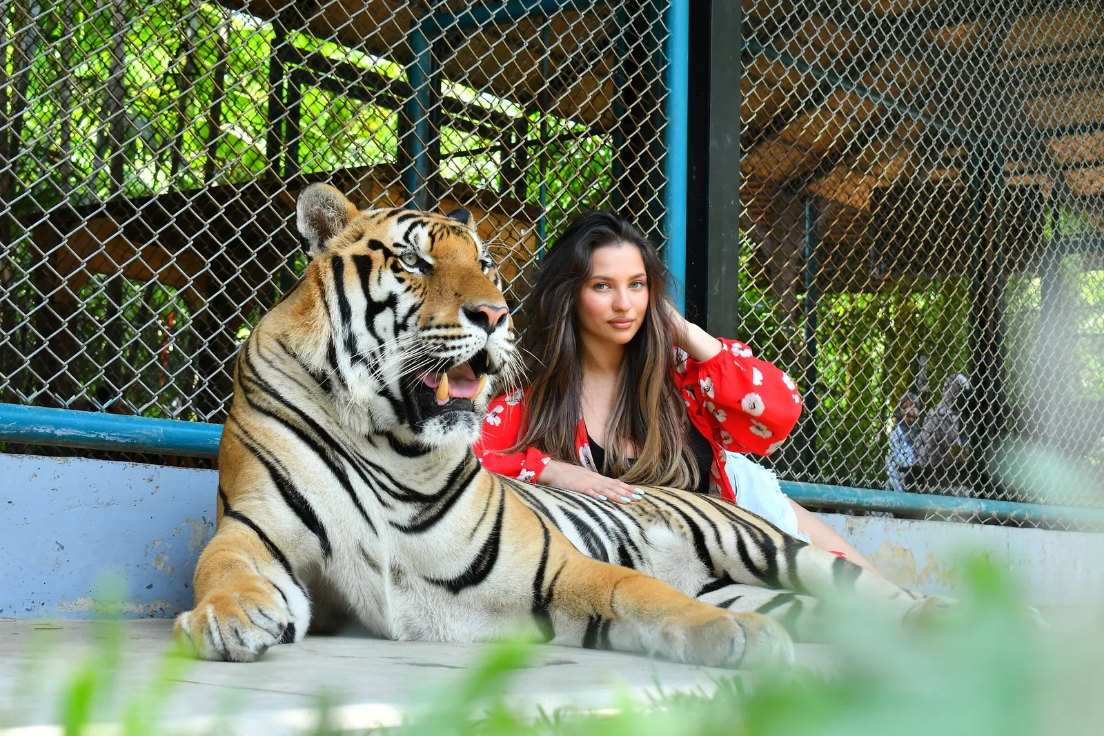 A visitor beside a tiger by the fence