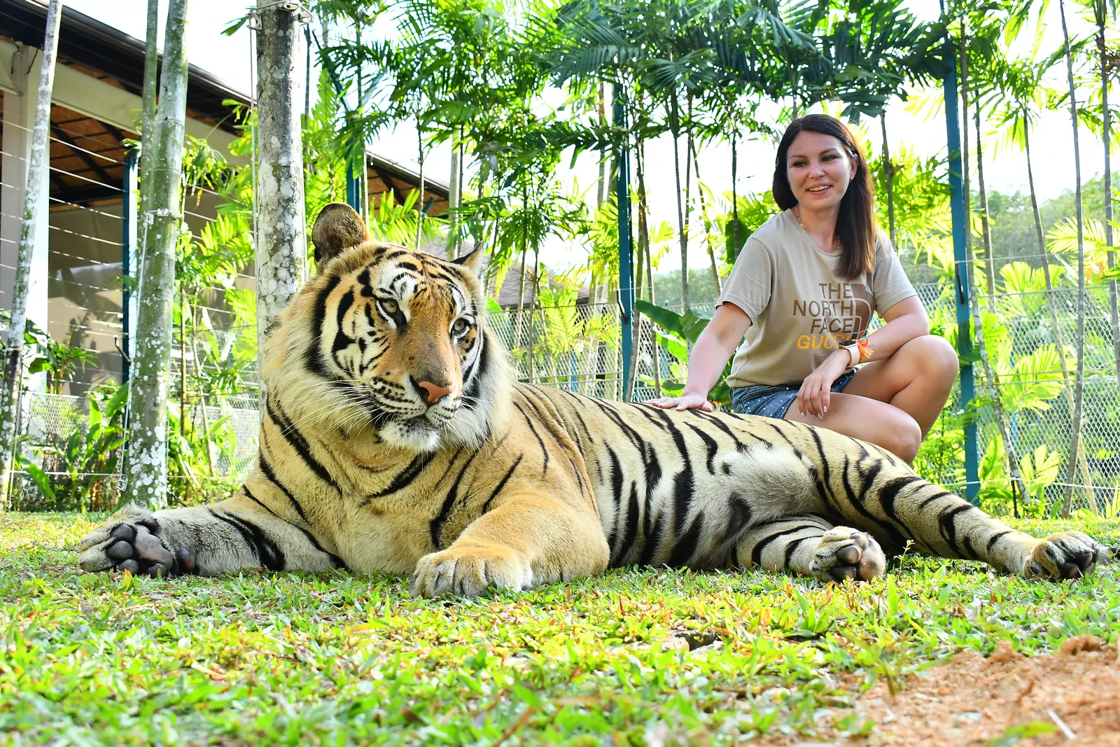 A tiger lying on the grass, with a visitor kneeling beside it