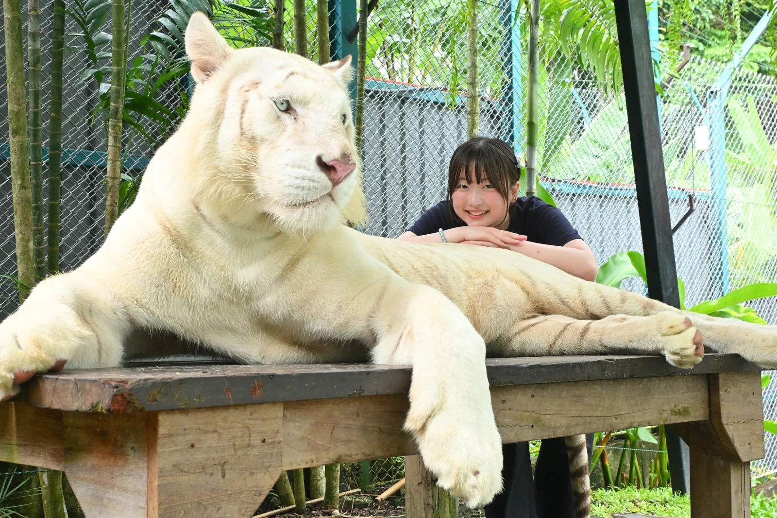 A white tiger lying on a wooden platform, with a visitor behind it