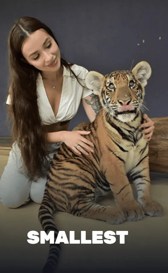 A tiny tiger