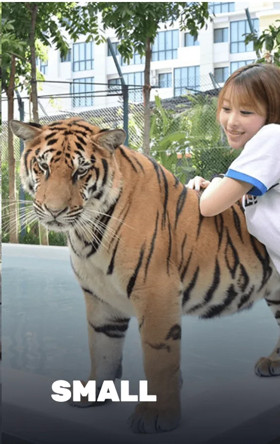 Small tiger