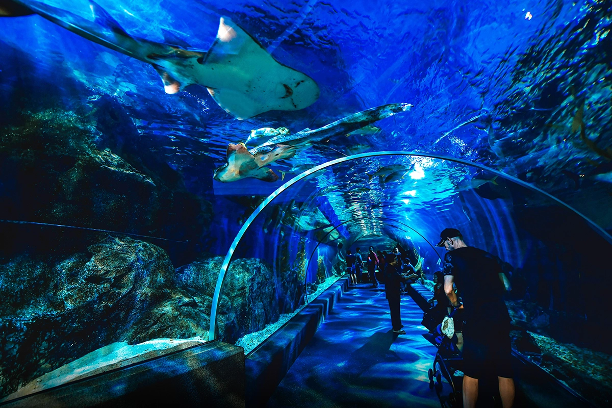 Sea Life Bangkok - עולם הים