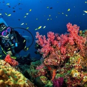 טיול יום קסום לאיי קוראל וראיה