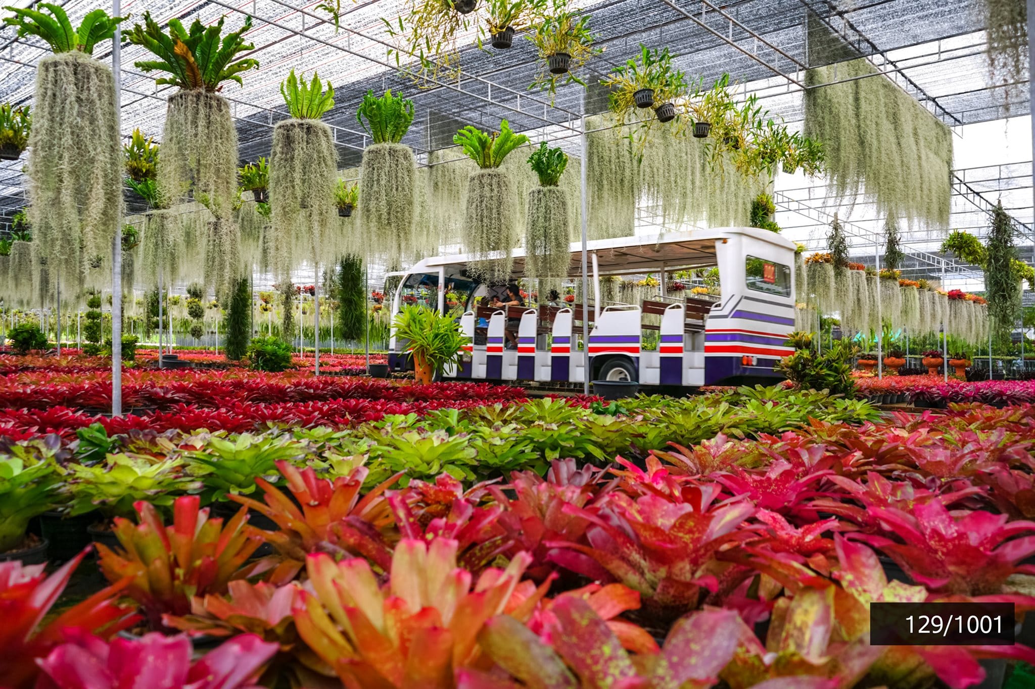 חבילה מלאה: כניסה + אוטובוס תיירותי + מופע + ארוחה תאילנדית