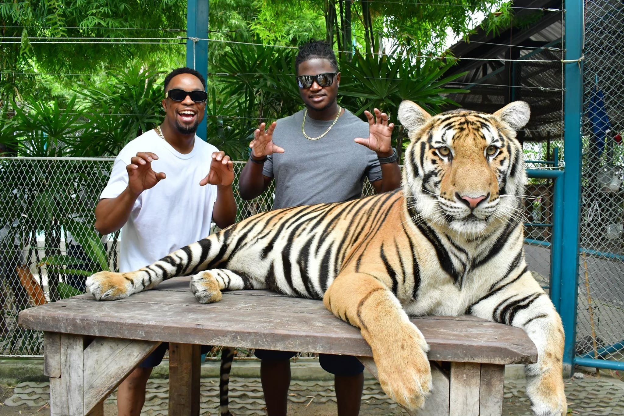 נמר גולדן טאבי