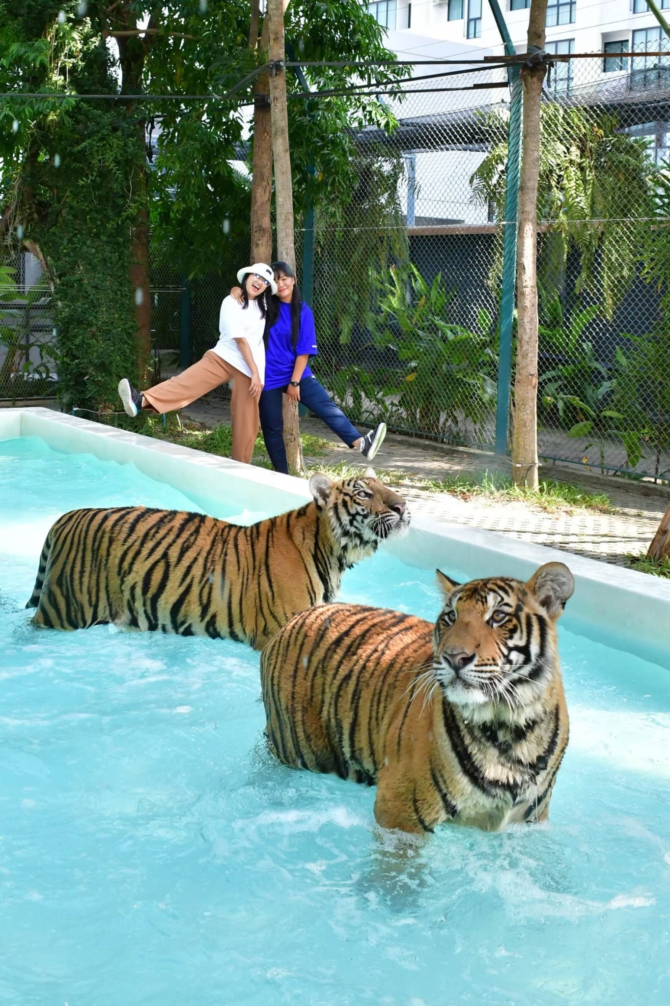 צילום משפחתי עם נמר