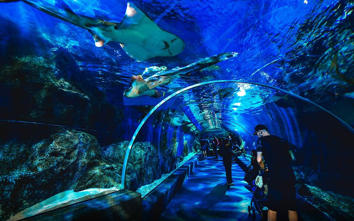 מנהרת האקווריום ב-Sea Life Bangkok