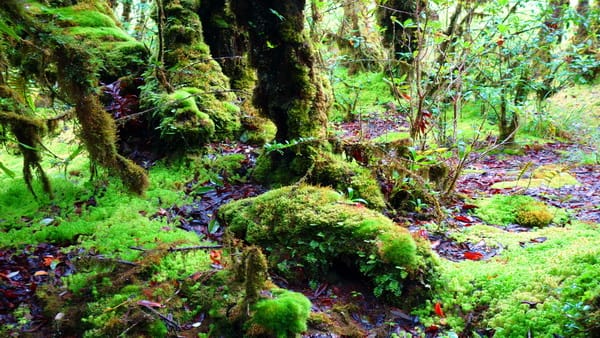 שביל אנג קה לואנג